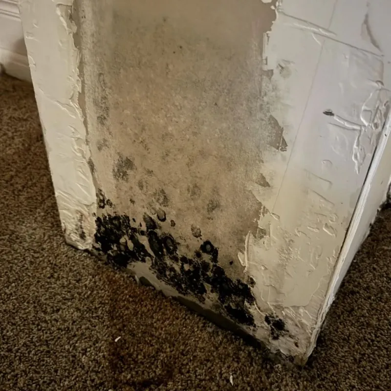 Professional Mold Removal in Columbiana County, OH